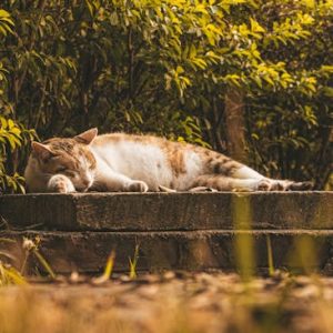 pexels-photo-26044915-26044915 Calm cat sleeping on a stone ledge surrounded by lush greenery in warm daylight.